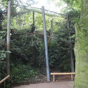 Aviary Indian eagle-owl