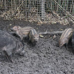 Visayan warty pigs with piglets