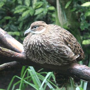 Himalayan monal - female
