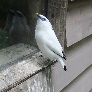 Bali myna