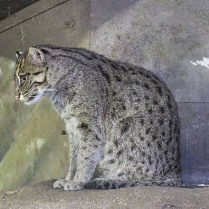 Fishing cat