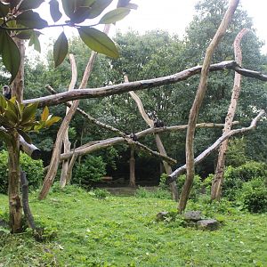 Lion-tailed macaque enclosure