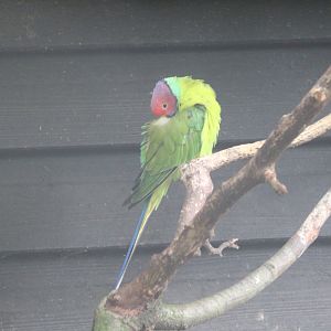 Plum-headed parakeet