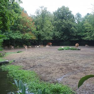 Banteng - Blackbock enclosure