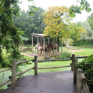Bactrian camel enclosure
