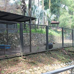 Cassowary enclosure