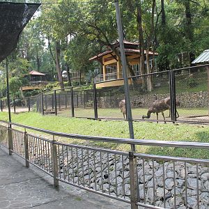 Emu enclosure