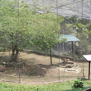 enclosure for Black-necked Crowned Cranes (Balearica pavonina)