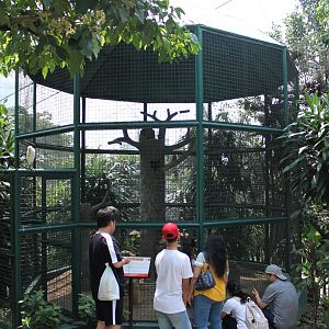aviary for Great Hornbill (Buceros bicornis)