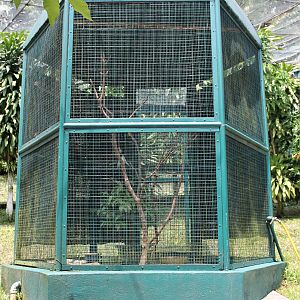 aviary for Bare-faced Go-Away Bird (Corythaixoides personatus)