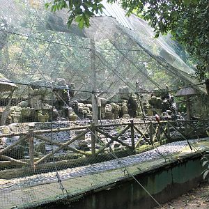 aviary for Brahminy Kites (Haliastur indus)
