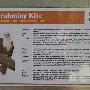 signage for Brahminy Kites (Haliastur indus)