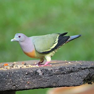 Pink-necked Green Pigeon (Treron vernans)