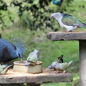 feeding table in the main walk-through aviary