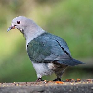 Green Imperial Pigeon (Ducula aenea)