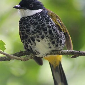 Scaly-breasted Bulbul (Pycnonotus squamatus)