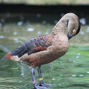Lesser Whistling Duck (Dendrocygna javanica)