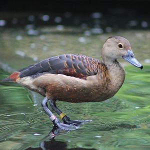 Lesser Whistling Duck (Dendrocygna javanica)
