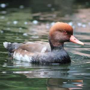Red-crested Pochard (Netta rufina)