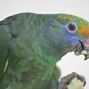 Blue-cheeked Amazon (Amazona dufresniana)