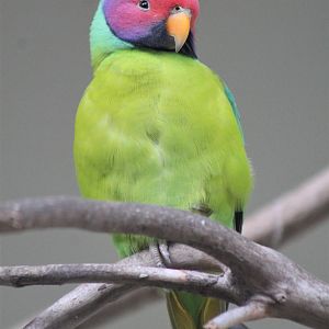 Plum-headed Parakeet (Psittacula cyanocephala)