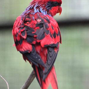 Blue-streaked Lory (Eos reticulata)