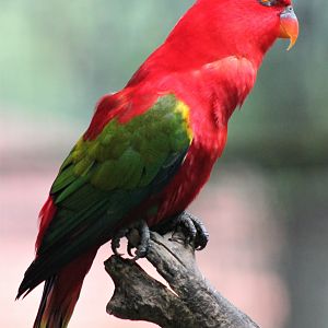 Chattering Lory (Lorius garrulus)