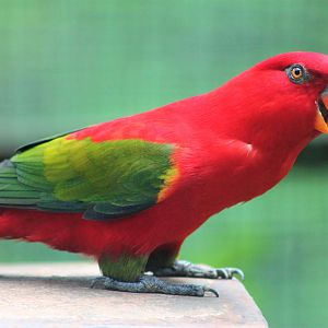 Chattering Lory (Lorius garrulus)
