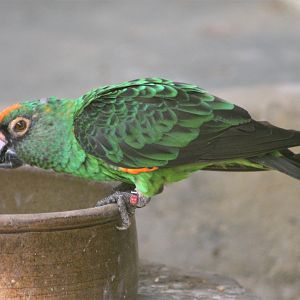 Red-fronted Parrot (Poicephalus gulielmi)
