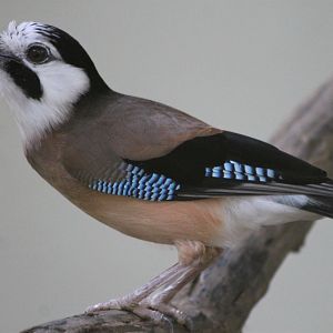 White-faced Jay (Garrulus glandarius leucotis)