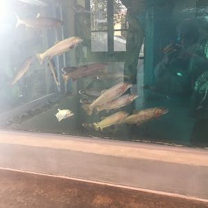 Yellowstone Cutthroat Trout