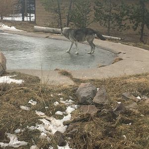 Gray Wolf “ice skating”