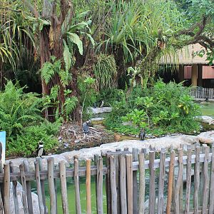 enclosure for African Penguins (Spheniscus demersus)
