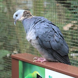 Ashy Wood Pigeon (Columba pulchricollis)