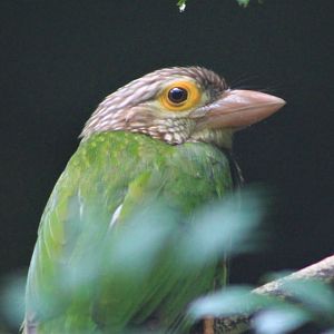 Lineated Barbet (Megalaima lineata)