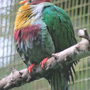 Yellow-breasted Fruit Dove (Ptilinopus occipitalis)