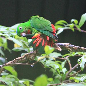 Blue-crowned Hanging Parrot (Loriculus galgulus)