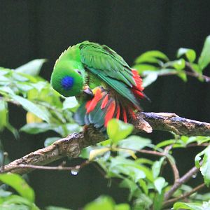 Blue-crowned Hanging Parrot (Loriculus galgulus)