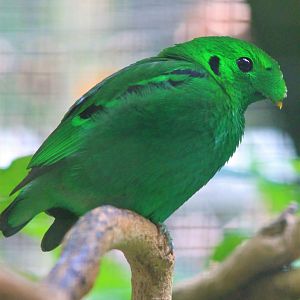 Lesser Green Broadbill (Calyptomena viridis)