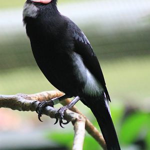 Coleto (Sarcops calvus)