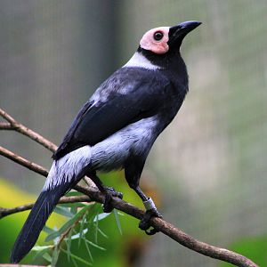 Coleto (Sarcops calvus)
