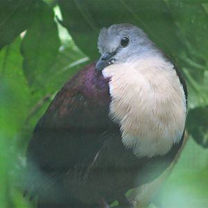 Santa Cruz Ground Dove (Gallicolumba sanctaecrucis)