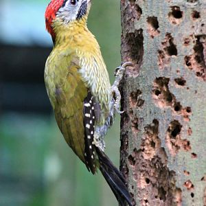 Laced Woodpecker (Picus vittatus)