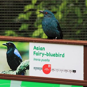 female Asian Fairy Bluebird (Irena puella)