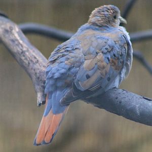 juvenile Blue Ground Dove (Claravis pretiosa)