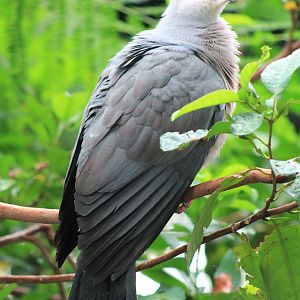 Pink-headed Imperial Pigeon (Ducula rosacea)