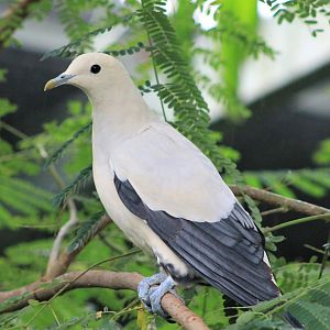 White Imperial Pigeon (Ducula luctuosa)