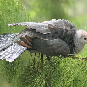 Pink-headed Imperial Pigeon (Ducula rosacea), rain-bathing