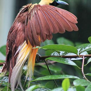 Lesser Bird of Paradise (Paradisea minor), rain-bathing