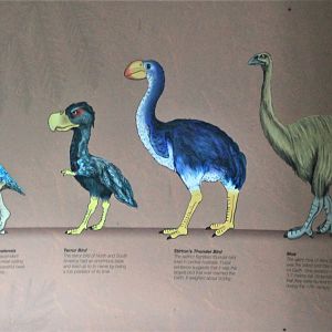 extinct flightless bird signage